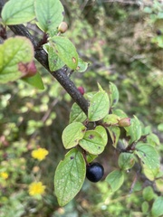 Cotoneaster