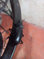 Calosoma