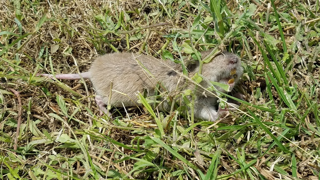 Texas Pocket Gopher from N.A.S., Corpus Christi, TX, USA on May 11