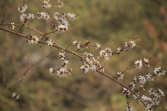 Cratoxylum formosum formosum