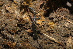 Ambystoma laterale