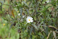 Cistus monspeliensis