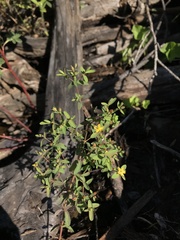 Hypericum mutilum