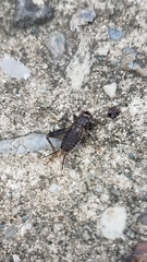 Gryllus pennsylvanicus