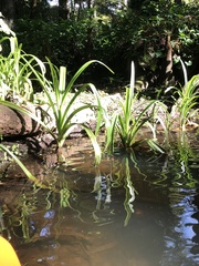 Crinum americanum