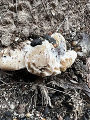 Fungi