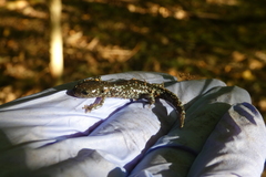 Ambystoma laterale