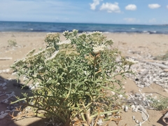 Echinophora spinosa