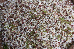 Cratoxylum formosum formosum