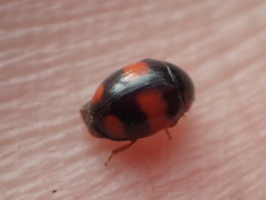 Brachiacantha stephani