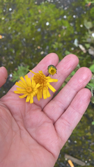 Hieracium umbellatum