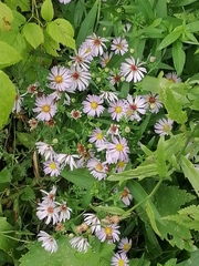 Symphyotrichum novi-belgii