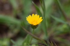 Calendula