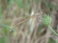 Platycnemis acutipennis