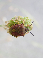 Carpocoris pudicus