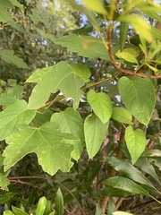 Paederia foetida