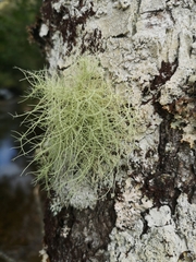 Usnea