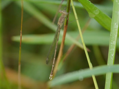 Lestes tridens