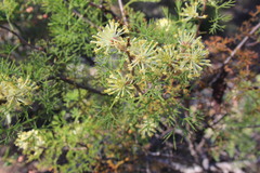 Petrophile serruriae