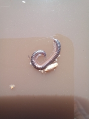 Ommatoiulus sabulosus