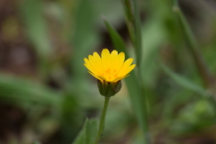Calendula