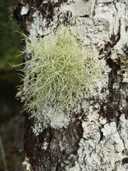 Usnea