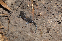 Ambystoma laterale