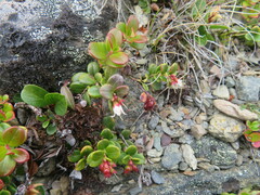 Vaccinium vitis-idaea