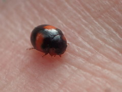 Brachiacantha stephani