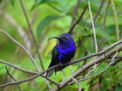 Campylopterus hemileucurus