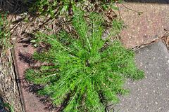 Tripleurospermum inodorum
