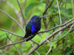 Campylopterus hemileucurus