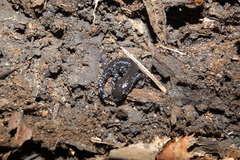 Ambystoma laterale