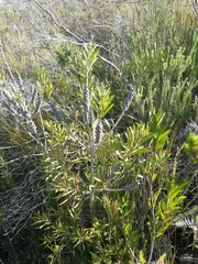 Melaleuca pachyphylla