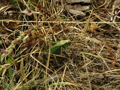 Decticus verrucivorus