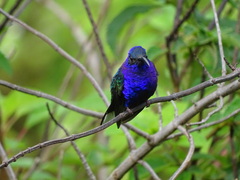 Campylopterus hemileucurus