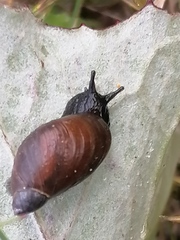 Succinea putris