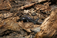 Ambystoma laterale