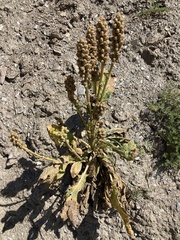 Verbascum densiflorum