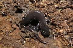 Ambystoma laterale
