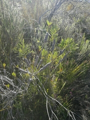 Melaleuca pachyphylla