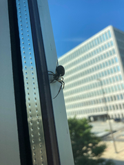 Araneidae