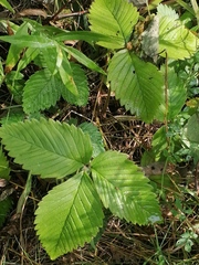 Fragaria moschata