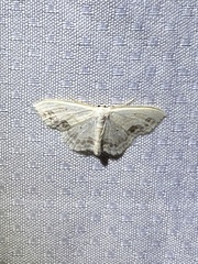 Scopula limboundata