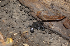 Ambystoma laterale