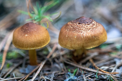 Cortinarius croceus