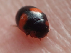 Brachiacantha stephani