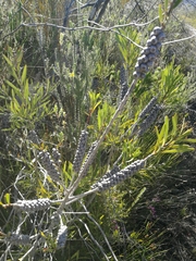 Melaleuca pachyphylla
