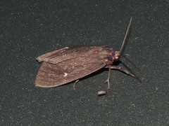 Euchaetes zella