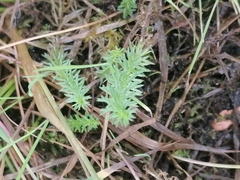Hippuris vulgaris